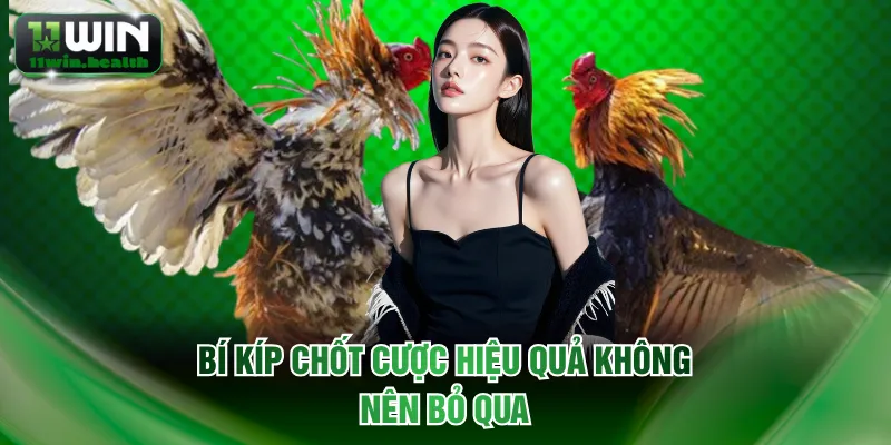 Đá Gà Mỹ Lôi Cuốn Người Xem Với Những Trận Đấu Hấp Dẫn 3 Bí kíp chốt cược hiệu quả không nên bỏ qua