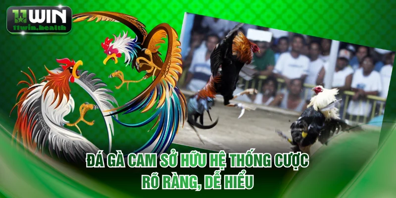 Đá Gà Campuchia | Trường Gà Hợp Pháp Cạnh Tranh Minh Bạch 3 Đá gà Cam sở hữu hệ thống cược rõ ràng, dễ hiểu