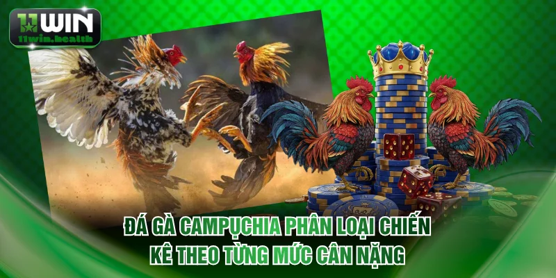 Đá Gà Campuchia | Trường Gà Hợp Pháp Cạnh Tranh Minh Bạch 2 Đá gà Campụchia phân loại chiến kê theo từng mức cân nặng