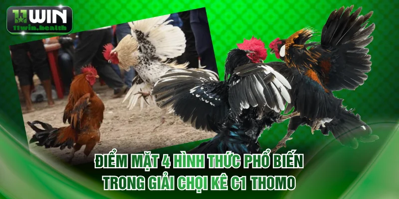 Đá Gà C1 Trực Tiếp Thomo - Xem Full HD Miễn Phí trên 11WIN 3 Điểm mặt 4 hình thức phổ biến trong giải chọi kê C1 Thomo