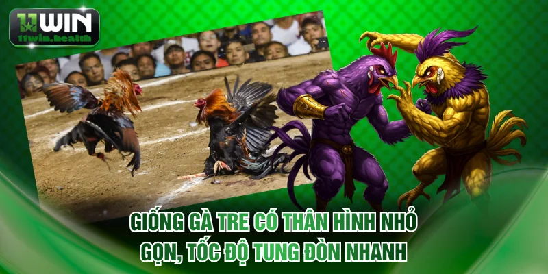 Đá Gà Tre | Luật Thi Đấu Chuẩn Và Mẹo Chọn Chiến Kê Hay 1 Giống gà tre có thân hình nhỏ gọn, tốc độ tung đòn nhanh