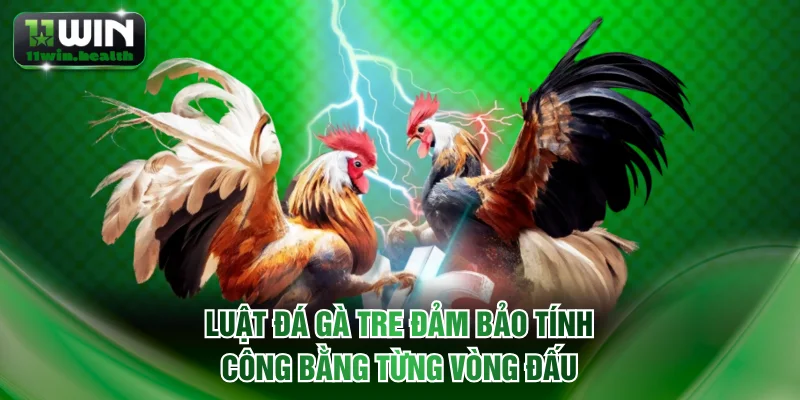 Đá Gà Tre | Luật Thi Đấu Chuẩn Và Mẹo Chọn Chiến Kê Hay 2 Luật đá gà tre đảm bảo tính công bằng từng vòng đấu
