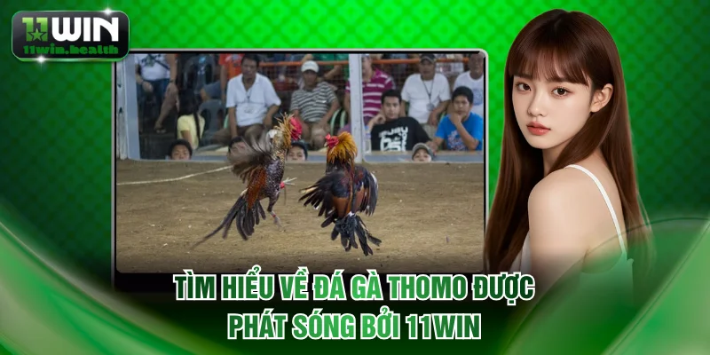 Đá Gà Thomo Là Gì? Đấu Trường Sinh Tử Chỉ Có Tại 11WIN 1 Tìm hiểu về đá gà Thomo được phát sóng bởi 11WIN